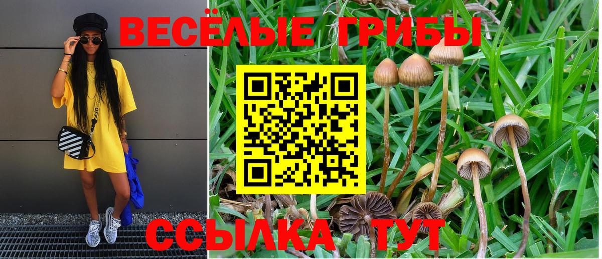 Шатура  Галлюциногенные грибы MAGIC MUSHROOMS  Вход с VPN 